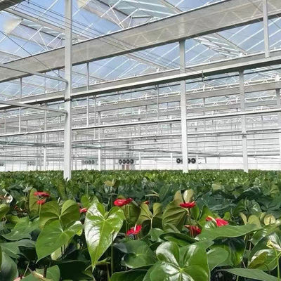 Serre di vetro per semini di lunghezza multipla per il riscaldamento dell'acqua calda per il controllo dello stroma idroponico