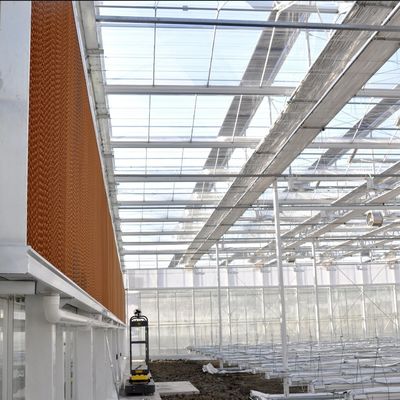 Serre di vetro per semini di lunghezza multipla per il riscaldamento dell'acqua calda per il controllo dello stroma idroponico