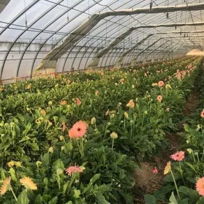 Stati Uniti Serra idroponica a arco singolo per la produzione di pepe Peso lordo 2000.000 kg