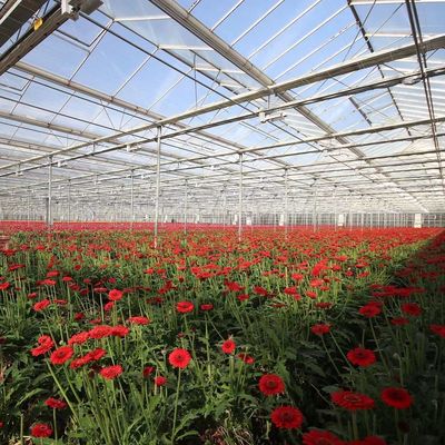 Origine Serra di vetro per ortaggi e fiori con metodo di coltivazione idroponica