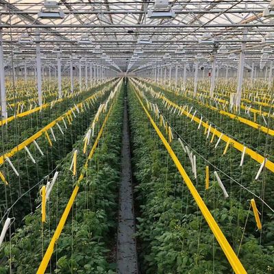 Origine Serra di vetro per ortaggi e fiori con metodo di coltivazione idroponica