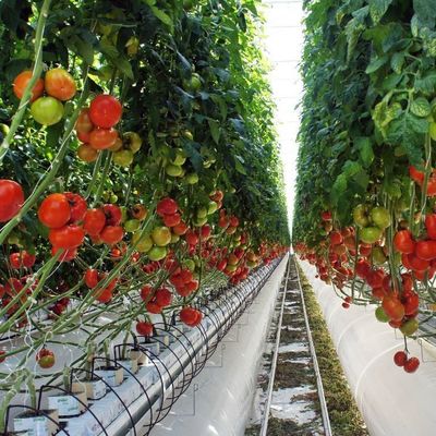 2000.000kg Pacchetto Peso lordo Serra a pellicola antitropico per la coltivazione di ortaggi