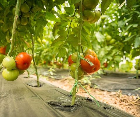 Serra per la coltivazione di pomodori idroponica multi-span e mono-pan destinata al mercato dell'acquacoltura