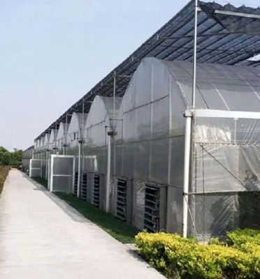 Sistema idroponico a doppia pellicola personalizzabile per la produzione di pepe