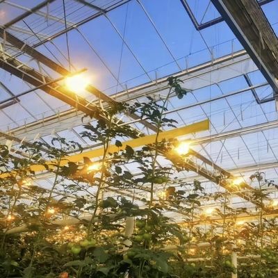 Venlo Serra di vetro per ortaggi Tetti a forma di tetto 30 giorni Rimborsi