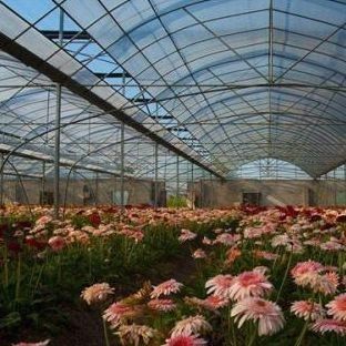 Serra a doppio strato per la coltivazione senza suolo di pomodori cetrioli coltivazione di fiori