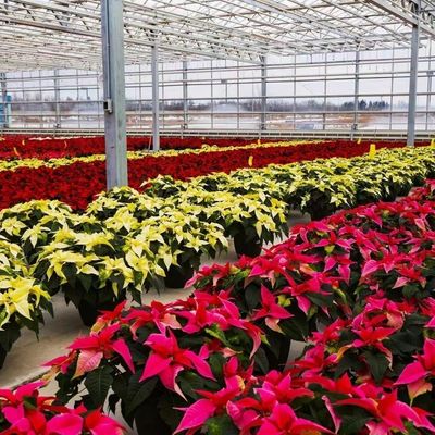 Serra commerciale accessibile per ortaggi o fiori campioni US 20/mq