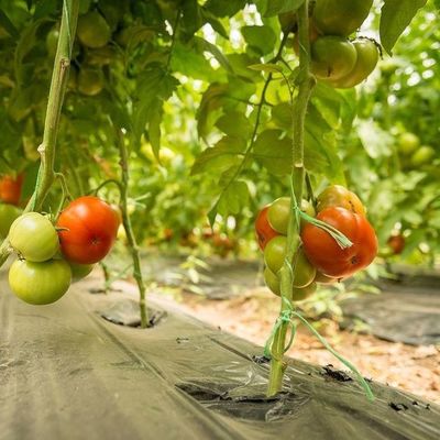 Serra a pellicola di copertura ad arco di riscaldamento temporanea per la coltivazione di pomodori e cetrioli