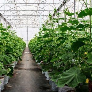 Serra idroponica a doppio arco a peperoncino e fiori con forma di tetto multi-spano