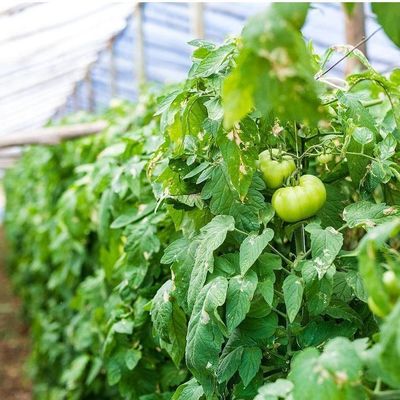 Serra idroponica a doppio arco a peperoncino e fiori con forma di tetto multi-spano