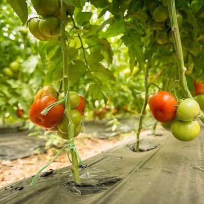 1209.00cm * 235.00cm * 239.00cm Vetro per la coltivazione di pomodori e cetrioli