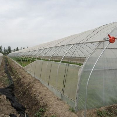 1209.00cm * 235.00cm * 239.00cm Vetro per la coltivazione di pomodori e cetrioli
