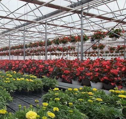 Serra a doppio arco per la coltivazione di pomodori Pagamento iniziale e coltura senza suolo