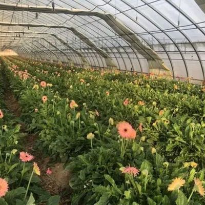 Serra a doppio arco per la coltivazione di pomodori Pagamento iniziale e coltura senza suolo
