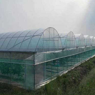 Serra a doppio arco per la coltivazione di pomodori Pagamento iniziale e coltura senza suolo