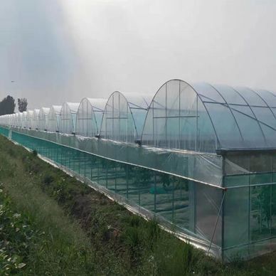 2000.000kg di pacchetto Peso lordo Sistema idroponico a panella singola per serre a doppio arco