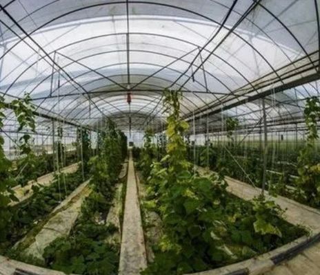 2000.000kg di pacchetto Peso lordo Sistema idroponico a panella singola per serre a doppio arco