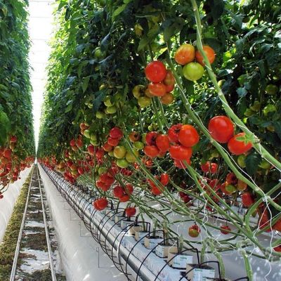 2000.000kg di pacchetto Peso lordo Sistema idroponico a panella singola per serre a doppio arco