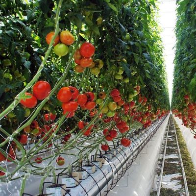 Sistema idroponico a pellicola di riscaldamento temporanea per la coltivazione di ortaggi e fiori in serra