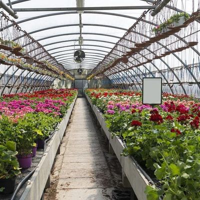 Sistema idroponico a pellicola di riscaldamento temporanea per la coltivazione di ortaggi e fiori in serra