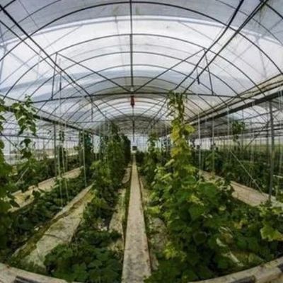 Sistema idroponico a pellicola di riscaldamento temporanea per la coltivazione di ortaggi e fiori in serra