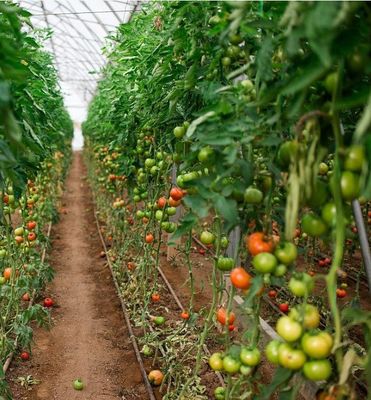 Sistema idroponico anti gocciolante adatti all'inverno di pollame e bestiame