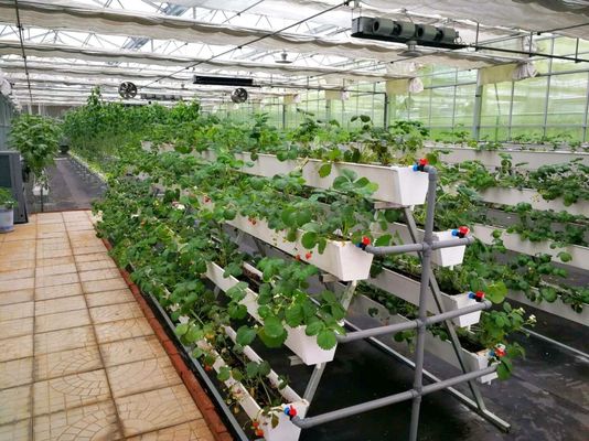 Instalazione di piantagione a temperatura controllata da Juxiang e soluzione di piantagione conveniente