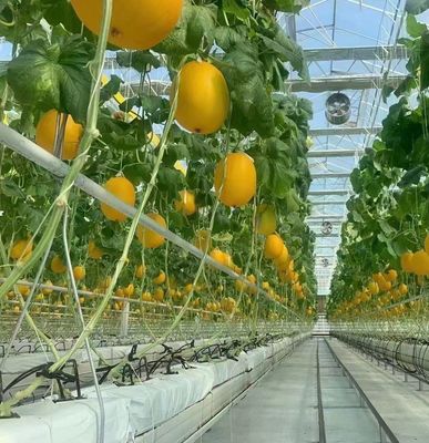 Metodo di coltivazione idroponica PC foglio di giardino fiore luce solare serra per il Canada Area