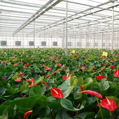 Metodo di coltivazione idroponica PC foglio di giardino fiore luce solare serra per il Canada Area