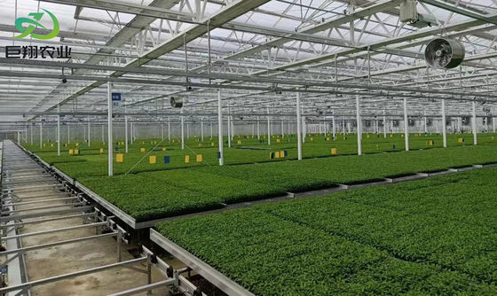 Dimensioni personalizzabili e Juxiang prime s Struttura anti goccia di nebbia per le piantine Perfetto