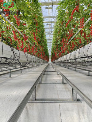 Dimensioni personalizzabili e Juxiang prime s Struttura anti goccia di nebbia per le piantine Perfetto