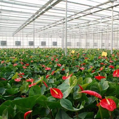 Sistema di prevenzione della nebbia di ritorno di 30 giorni per la produzione di fiori in serra a tetto ad arco