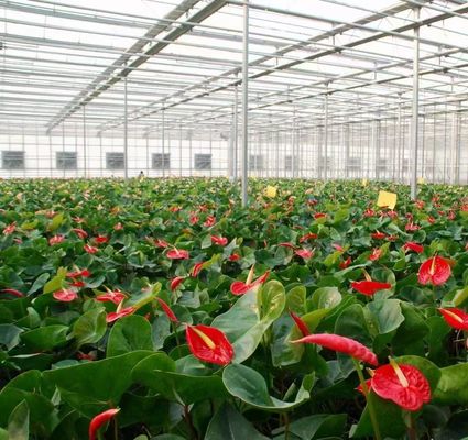 Costruzione di tetto ad arco serra a doppio arco per pomodori e pepe in moneta USA
