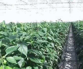 Costruzione di tetto ad arco serra a doppio arco per pomodori e pepe in moneta USA