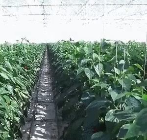 Serra a doppio strato Juxiang a pellicola singola o a più strisce per la produzione di fiori