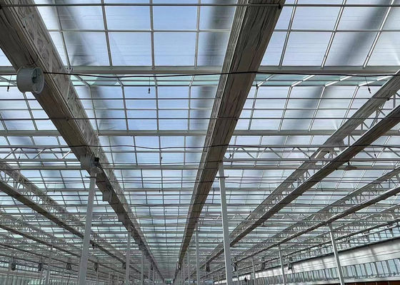 Impianto di semina idroponica all'ombra all'interno con capacità e coltivazione su larga scala