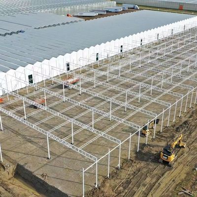 Struttura in acciaio Serra per la produzione di pepe con metodo di coltivazione idroponica