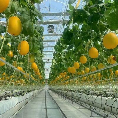 Struttura in acciaio Serra per la produzione di pepe con metodo di coltivazione idroponica