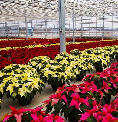 JX-H0068 Serra a tecnologia antidrippo per la personalizzazione di fiori e pomodori offerta