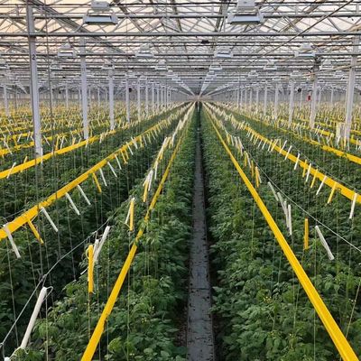JX-H0068 Serra a tecnologia antidrippo per la personalizzazione di fiori e pomodori offerta