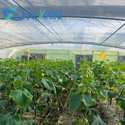 JX-H0068 Serra a tecnologia antidrippo per la personalizzazione di fiori e pomodori offerta