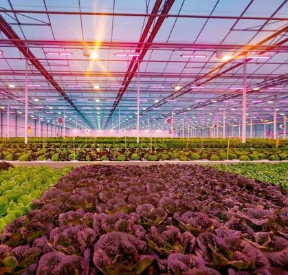 - Fatto serra idroponica con tecnologia anti-gocciolato pieno pagamento coltivazione di verdure