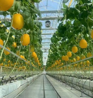 - Fatto serra idroponica con tecnologia anti-gocciolato pieno pagamento coltivazione di verdure