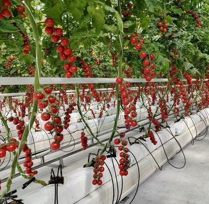 Struttura a doppio arco - serra idroponica realizzata per le esigenze di produzione agricole miste