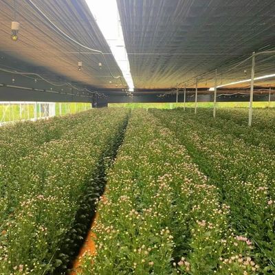 Stati Uniti/Canada Struttura in acciaio Vegetali piantare serra ad arco singolo per la coltivazione idroponica