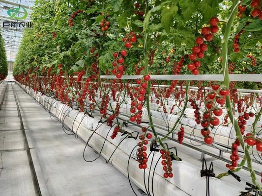 Stati Uniti/Canada Struttura in acciaio Vegetali piantare serra ad arco singolo per la coltivazione idroponica