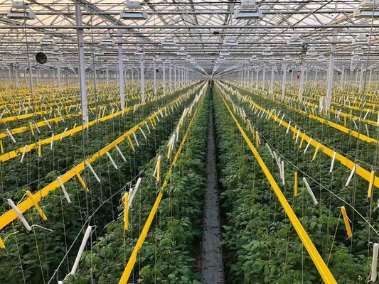 Stati Uniti/Canada Struttura in acciaio Vegetali piantare serra ad arco singolo per la coltivazione idroponica