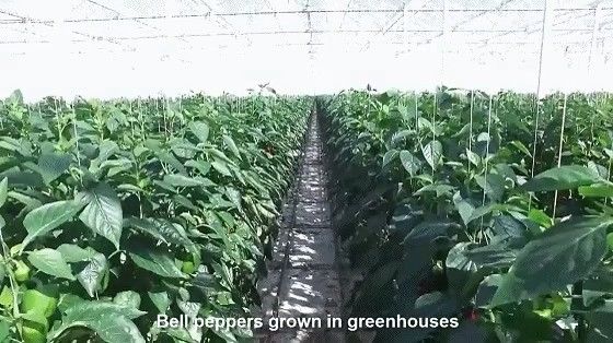 Stati Uniti/Canada Struttura in acciaio Vegetali piantare serra ad arco singolo per la coltivazione idroponica