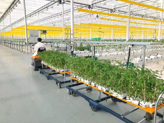 Stati Uniti/Canada Struttura in acciaio Vegetali piantare serra ad arco singolo per la coltivazione idroponica