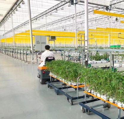 Massimizza il rendimento dei pomodori con la tecnologia anti gocciolate serra e riscaldamento temporaneo